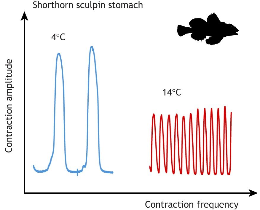 A graph depicting the contractile amplitude on the y-axis and the contraction frequency on the x-axis of the stomach muscles of a shortfin sculpin. In blue on the left, the graph shows the contractions at 4 degrees Celsius which show high amplitude, but low frequency. On the right, in red, the graph shows contractions of the muscle at 14 degrees Celsius which are more frequent, but have a lower amplitude. In the top right hand corner is a depiction of a shortfin sculpin.