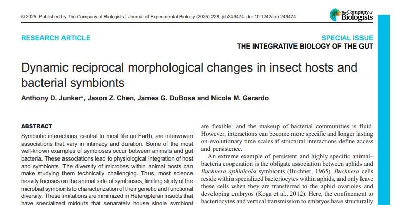 A screen shot of the PDF of the Research Article, Dynamic reciprocal morphological changes in insect hosts and bacterial symbionts, published by Anthony D. Junker, Jason Z. Chen, James G. DuBose and Nicole M. Gerardo in the Journal of Experimental Biology Special Issue: The Integrative Biology of the Gut. The publishing information states, '© 2025. Published by The Company of Biologists | Journal of Experimental Biology (2025) 228, jeb249474. doi:10.1242/jeb.249474'. The first line of the Abstract reads: Symbiotic interactions, central to most life on Earth, are interwoven associations that vary in intimacy and duration'.