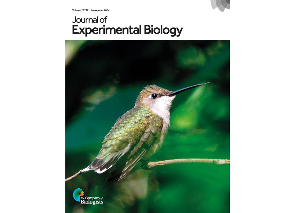 Front cover of issue 21, volume 227 of Journal of Experimental Biology. The cover includes an image of a ruby-throated hummingbird, with yellow-green iridescent wing feathers, a white bib and long beak for sipping nectar, perched on a twig against a foliage background