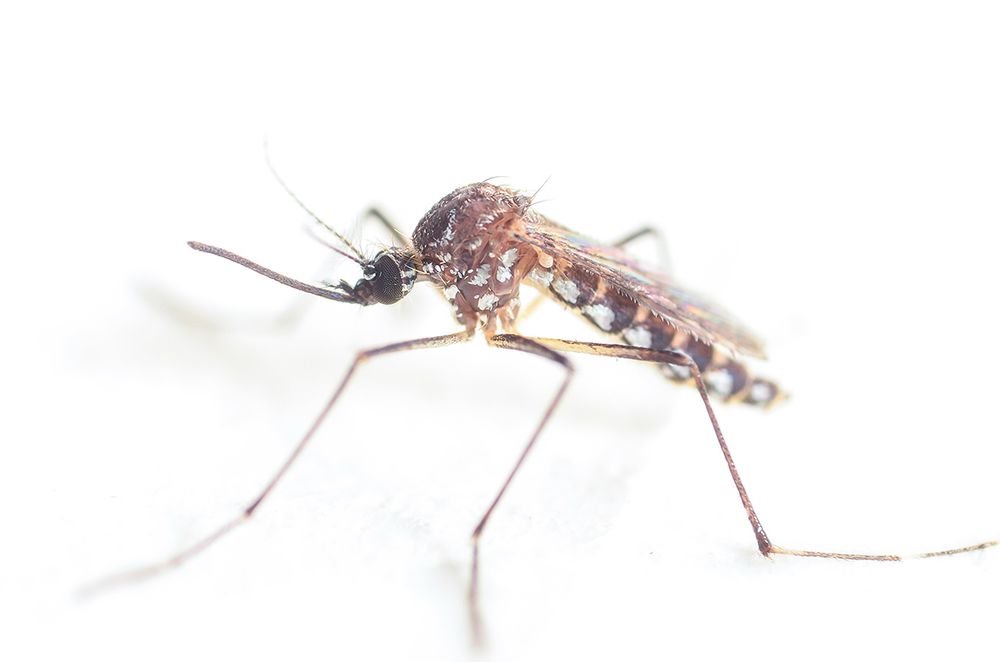 A photo of a female yellow fever mosquito. Photo credit: Adam J. Blake.