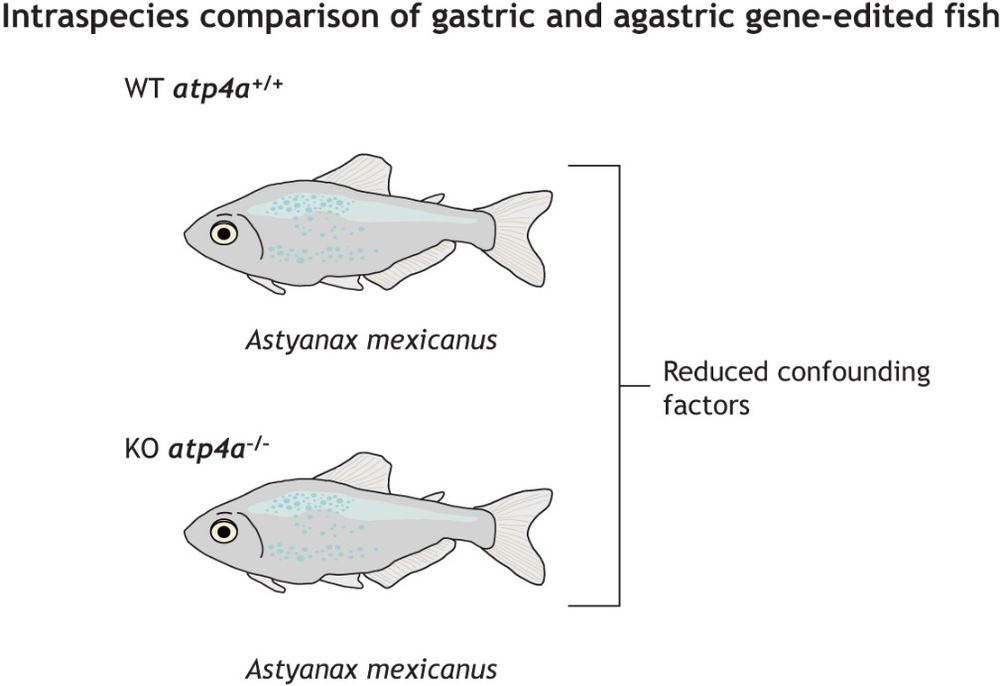 A part of a figure from the Commentary with the heading 'Intraspecies comparison of gastric and agastric gene-edited fish'. On the left is the subheading 'WT atp4a +/+ with a depiction of a fish called Astyanax mexicanus beneath the subheading.  Below this is the subheading 'WT atp4a -/- with the same a depiction an Astyanax mexicanus beneath the subheading. In the middle is a bracket connecting the two fish depictions leading to the words 'Reduced confounding factors' showing that there are advantages to using gene editing rather than comparing different species.