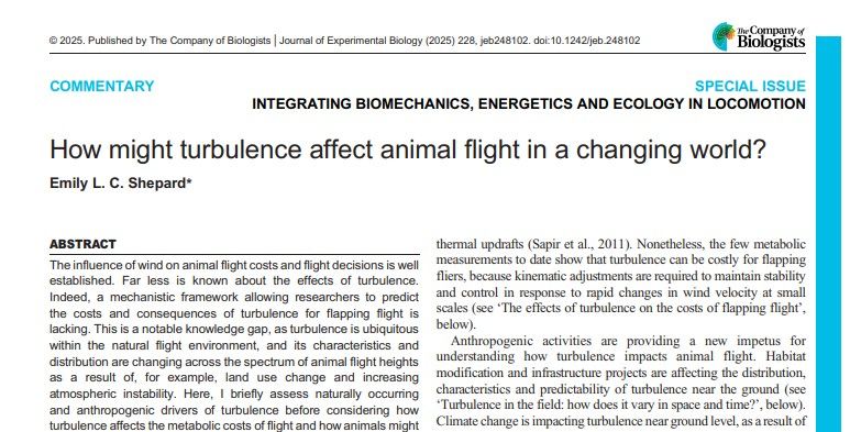 Screenshot of the first page of the Commentary, How might turbulence affect animal flight in a changing world? by Emily Shepard. The top line includes the publication details: © 2025. Published by The Company of Biologists | Journal of Experimental Biology (2025) 228, jeb248102. doi:10.1242/jeb.248102.
The next line states the Special Issue title: Integrating Biomechanics, Energetics and Ecology in Locomotion.
The first sentence of the Abstract says: 'The influence of wind on animal flight costs and flight decisions is well established.'