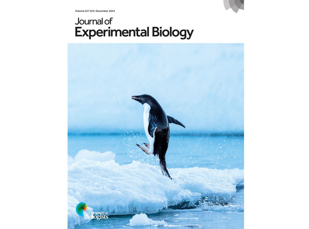 Journal cover for issue 23, volume 227 of Journal of Experimental Biology. The cover includes an image of an Adélie penguin leaping from the water onto ice to return to its colony. The image is by Benjamin Dupuis @bendps.bsky.social – French Polar Institute
