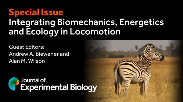 Social media postcard saying: 
Special Issue
Integrating Biomechanics, Energetics and Ecology in Locomotion
Guest Editors:
Andrew A. Biewener and Alan M. Wilson
Journal of Experimental Biology.
The image on the left shows a zebra wearing a collar with a tracking device in the Okavango Delta, northern Botswana.