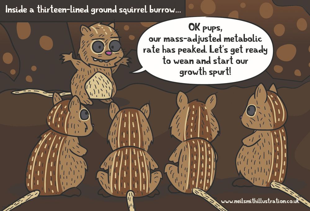 A light-hearted illustration set in thirteen-lined ground squirrel burrow by Neil Smith (www.neilmithillustration.co.uk). The image shows a pup talking to four other pups. The pup says 'OK pups. our mass-adjusted metabolic rate has peaked. Let’s get ready to wean and start our growth spurt'.