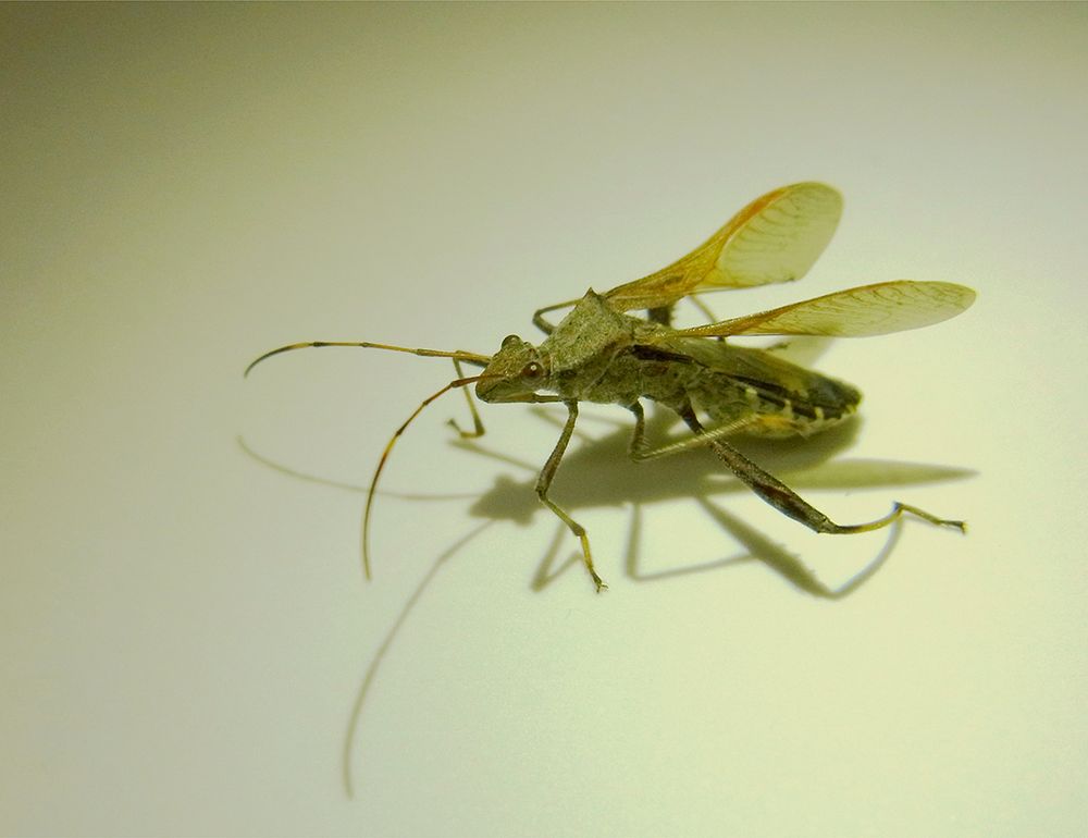 A photo of a bean bug (Riptortus pedestris). Photo credit: Jili Xi.