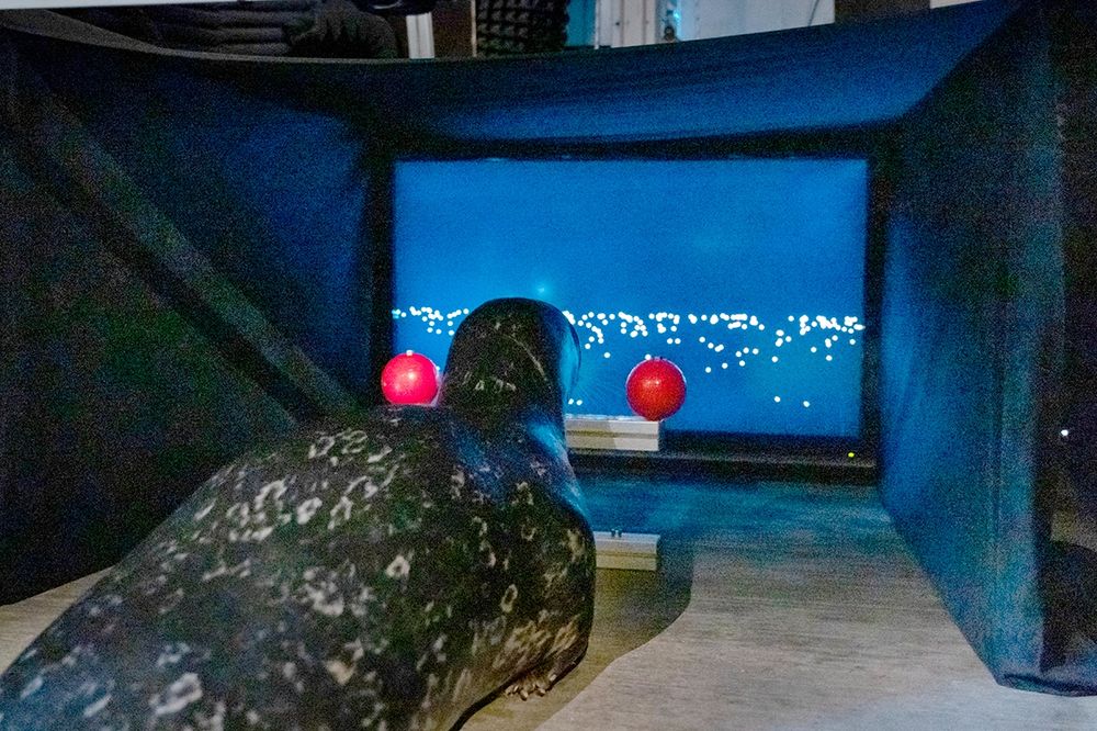 A harbour seal viewing a simulation of the seabed rushing beneath him, with a red ball target either side of his head to touch, to indicate which direction he appeared to be moving in. Photo credit: Universitätsmedizin Rostock.