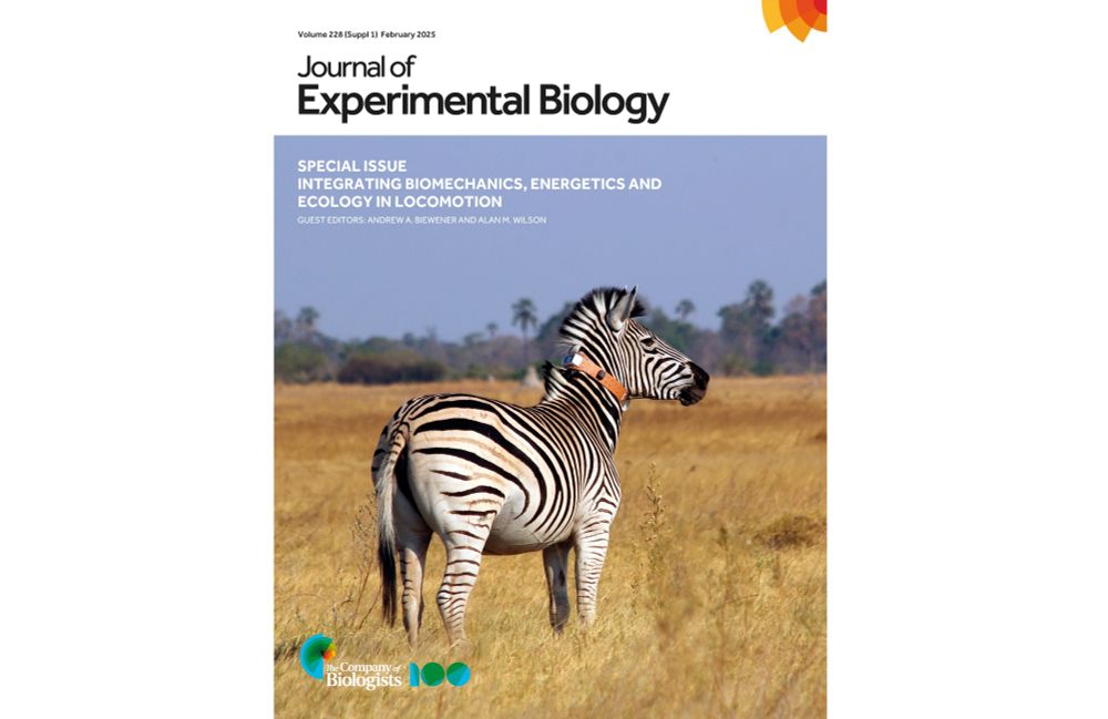 A screenshot of the cover of the 2025 Journal of Experimental Biology Special Issue. The top line of the cover says 'Volume 228 (Suppl 1) February 2025'.
The journal title, 'Journal of Experimental Biology' is below.
The image (covering the bottom 4/5 of the cover), by Emily Bennitt, University of Botswana, shows a zebra in the Okavango Delta, northern Botswana, wearing a collar developed to capture stride-by-stride mechanics and energetics of predator–prey interactions. 
The text, 'Special Issue Integrating Biomechanics, energetics and ecology in locomotion' is in the top half of the image. Beneath is the text, 'Guest Editors: Andrew A. Biwener and Alan M. Wilson'.
The Company of Biologists 100 logo is in the bottom left-hand corner of the cover image.
