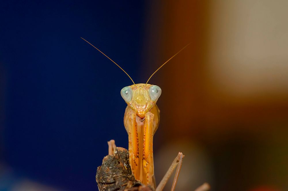 A female African praying mantis standing on a branch. Photo credit: Hugo Le Lay.