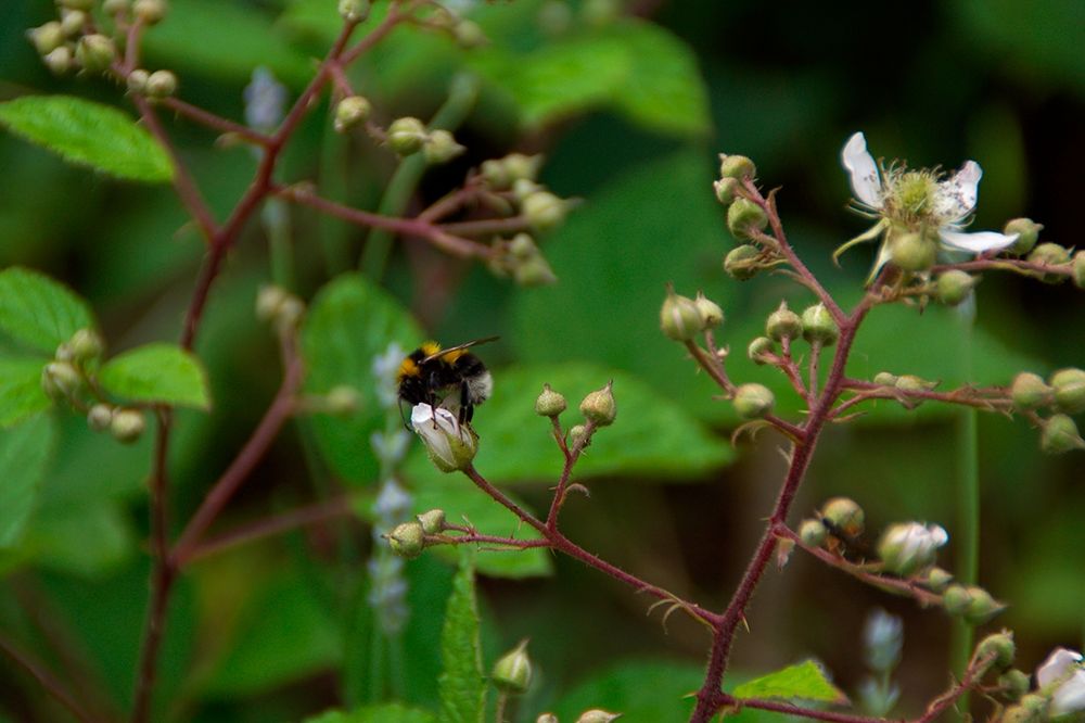 A buff-tailed bumblebee on a flower with plants in the background. Photo credit: Christian Lehmgrübner.