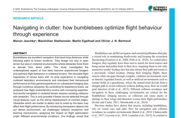 A screenshot of the PDF of the article titled 'Navigating in clutter: how bumblebees optimize flight behaviour through experience' by Manon Jeschke, Maximilian Stahlsmeier, Martin Egelhaaf and Olivier J. N. Bertrand. The publishing information states, '© 2025. Published by The Company of Biologists | Journal of Experimental Biology (2025) 228, jeb250514. doi:10.1242/jeb.250514'. The first line of the Abstract reads 'Bumblebees are excellent navigators that travel long distances while following paths to known locations.'