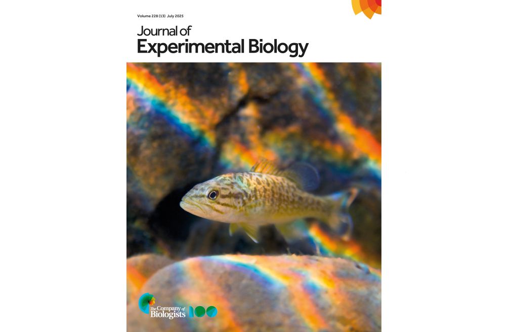 The front cover of Journal of Experimental Biology volume 228, issue 13, published July 2025. 
The image on the front cover shows a juvenile smallmouth bass in the Buffalo National River, Arkansas, USA. The fish is swimming above a rock that is covered in rainbow patterns produced by light rippling through the water and there are rainbow bands across rocks behind the fish.
