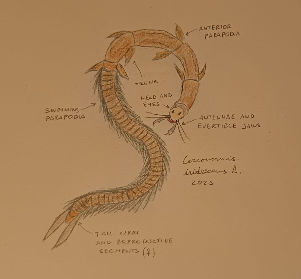 Drawing of a speculative worm, with anatomy explained.
