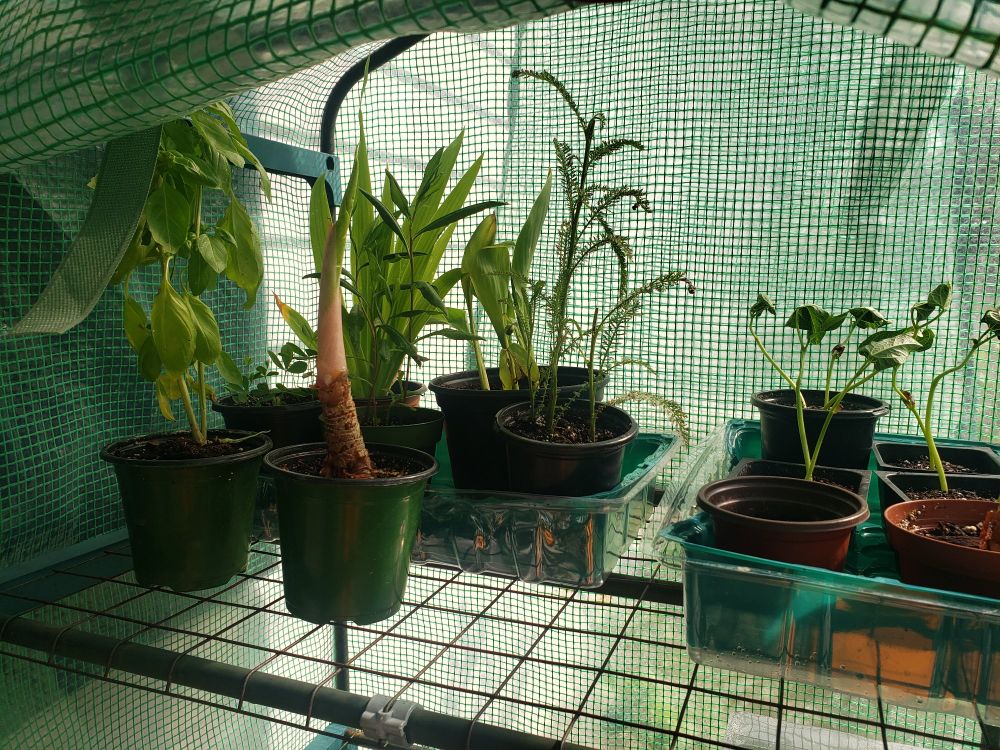 Left to right: basil, alocasia, iris, calla lily, yarrow, and some bush beans 