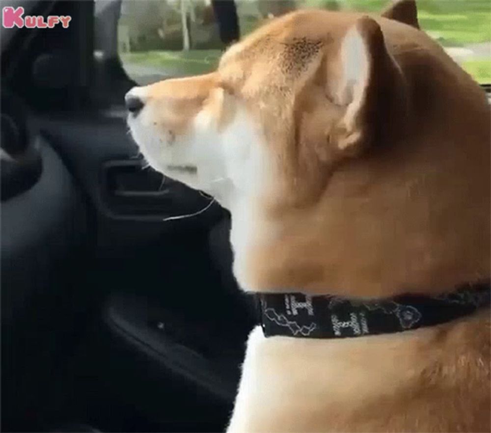 a dog wearing a black collar is sitting in the driver 's seat of a car looking out the window .