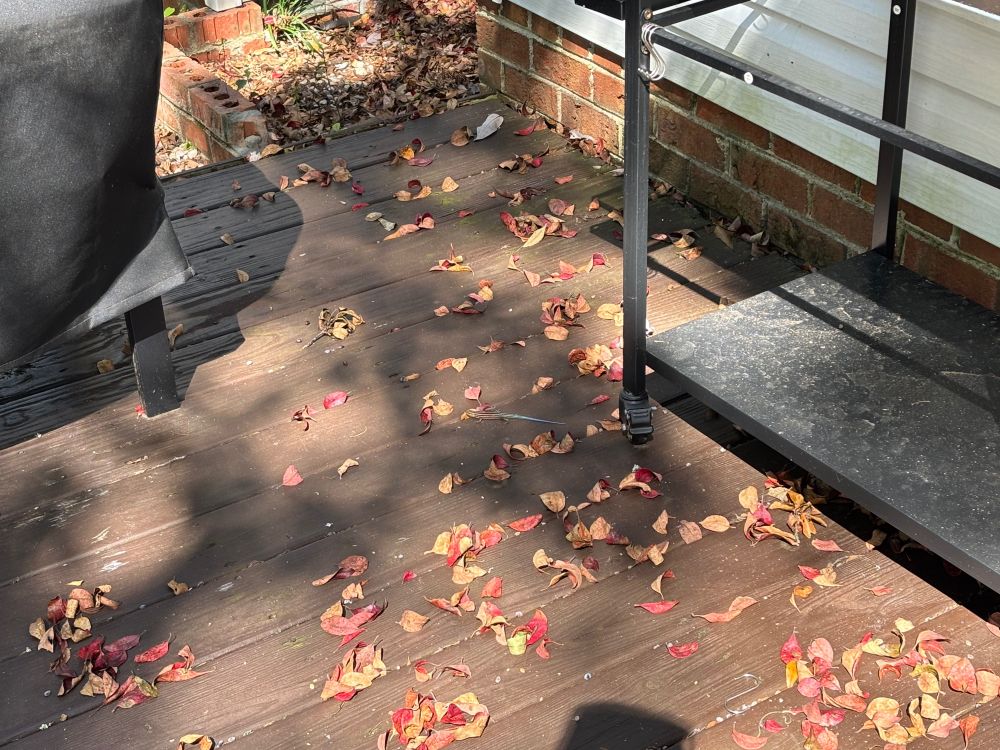 A picture of a brown deck partially covered in red and brown leaves. The legs and cover of a grill table is partially visible in the top left of the frame and the bottom level of a grill table is partially visible in the right of the frame. A blue tailed skink is on the deck between the grill and table. 
