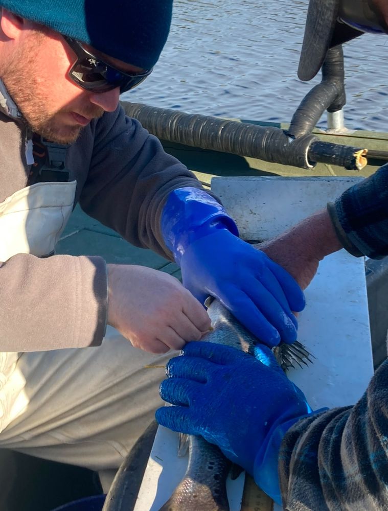 A man in a blue winter hat and white slicks is sitting down holding a fish on a measuring board with one hand and inserting a yellow spaghetti tag into the fish with his other. A second set of hands from someone off camera is helping to hold the fish down. 