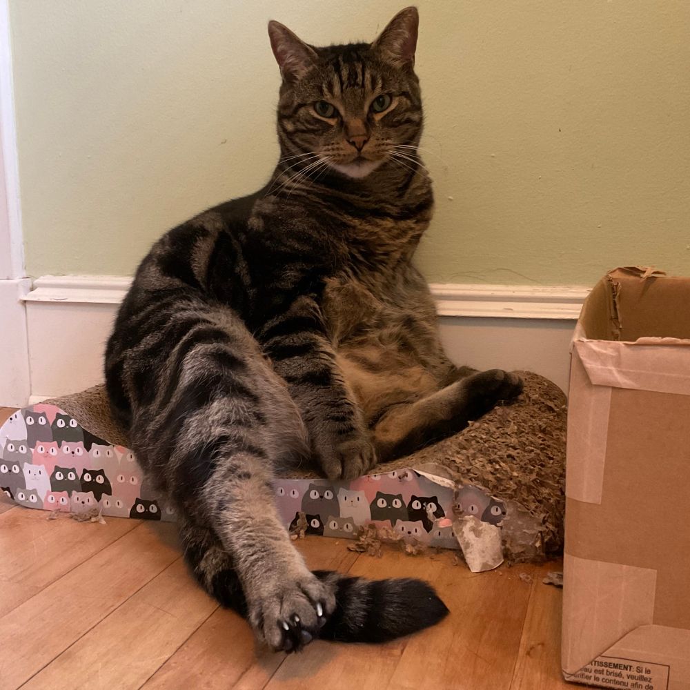 A handsome brown tabby cat sitting on a scratch lounger with a hind paw sticking straight out, showing some nails that could do with a trim. His polydactyl forepaw is covering his privates modestly and he’s looking calmly into the camera. His belly floof is lush. 
#CatsOfBlueSky 