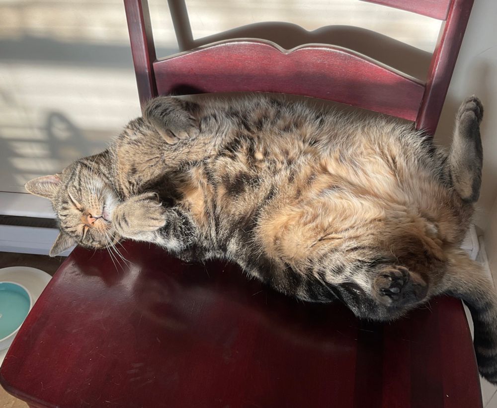 A well fed tabby cat, Joe, lying on his back on a wooden chair. His belly floof is glowing in the sunlight and his polydactyl paws are in bunny position. His fangs are dangling with contentment and someone rubbing his belly will only add to his pleasure. Belly rubs are his favourite thing.
#CatsOfBlueSky 