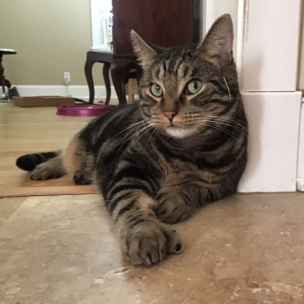 An alert tabby cat lounging in a doorway. #CatsOfBluesky