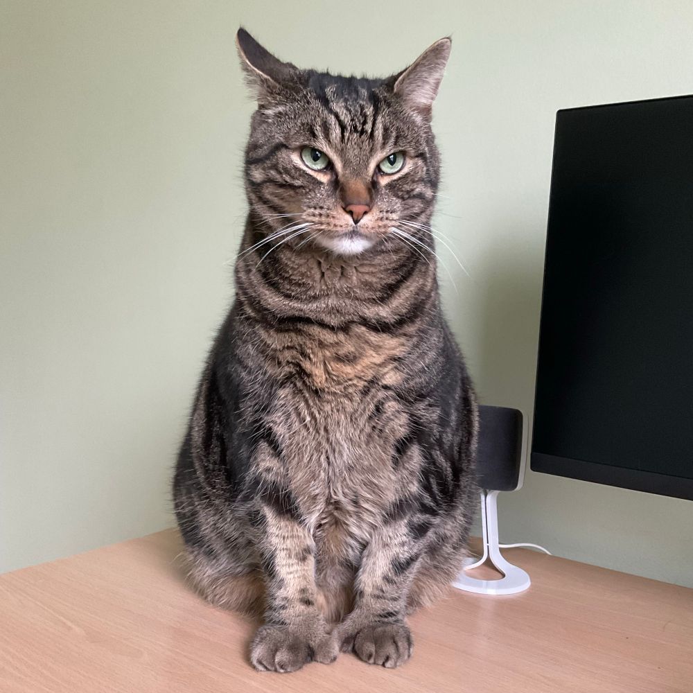 A handsome but cranky looking dark tabby sitting on a tidy desk next to a computer monitor. His polydactyl paws are on full display. 
#CatsOfBlueSky 