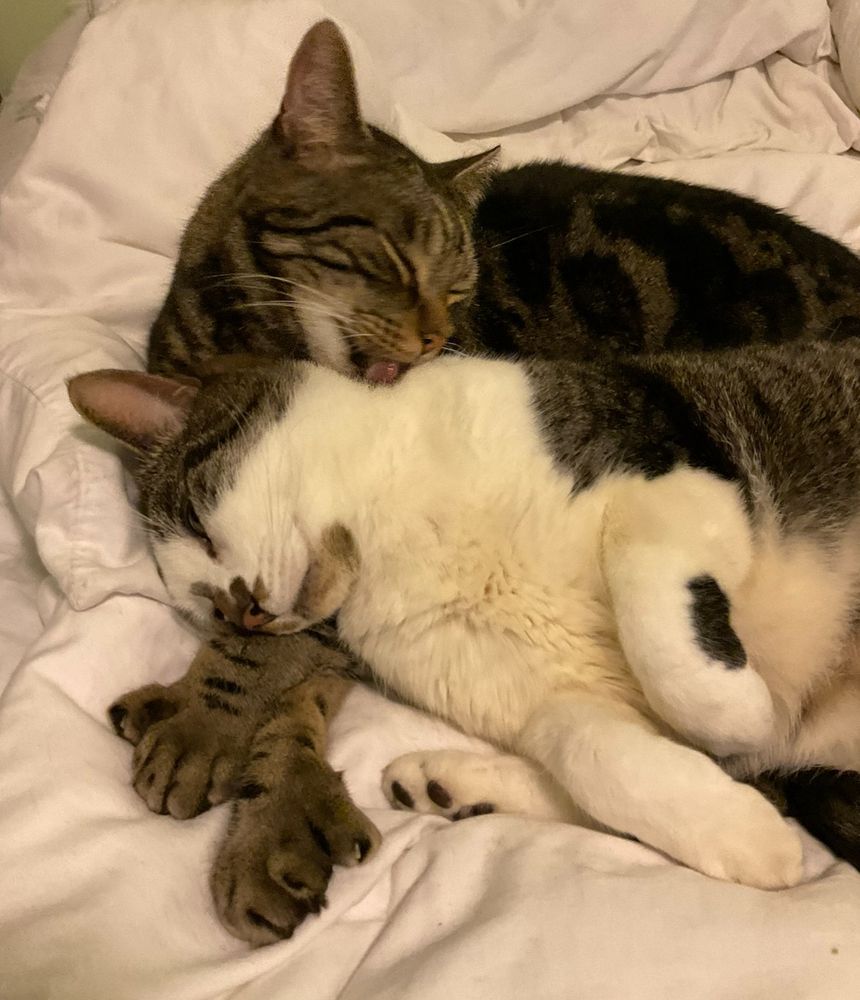 A closeup of two cats on a white duvet. Frankie is in front, snuggling into his brother. Joe, the tabby cat in the rear is licking Frankie's neck. Frankie has tabby stripes on his side and back, some splotches on his face and elbow patches, while the rest of him is white. Joe's fat polydactyl paws are sticking out from under Frankie's face.
#CatsOfBluesky 