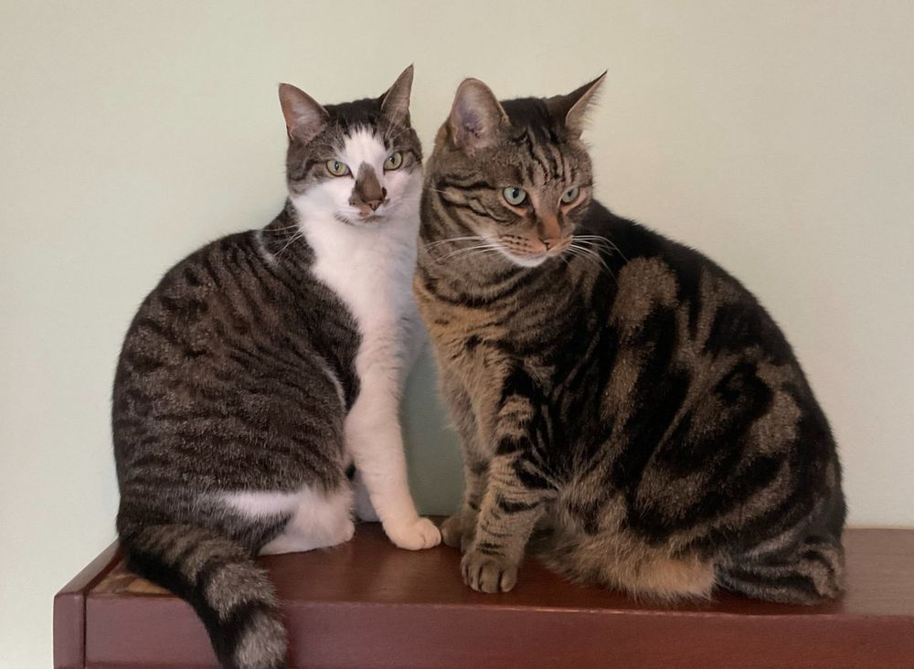 Two cats sitting on top of a bookcase. On the left is Frankie, mostly tabby with a white front and on the right is tabby cat Joe. Their bodies are facing each other, but Joe is looking away, while Frankie stares at a spot just off camera. They look like they've been caught gossiping. 
#CatsOfBluesky