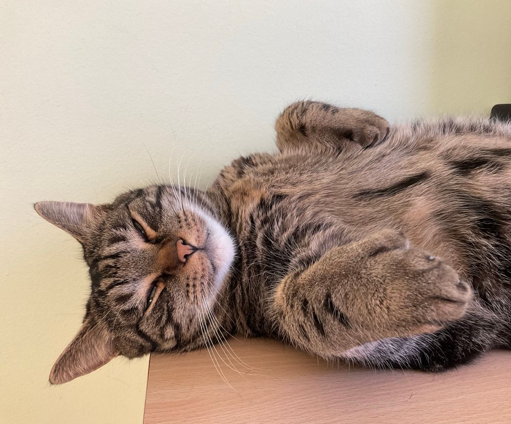A handsome brown tabby cat lying on his back on a desk. He has one fat polydactyl paw stretched towards the camera and the other tucked into his chest.
#CatsOfBlueSky 