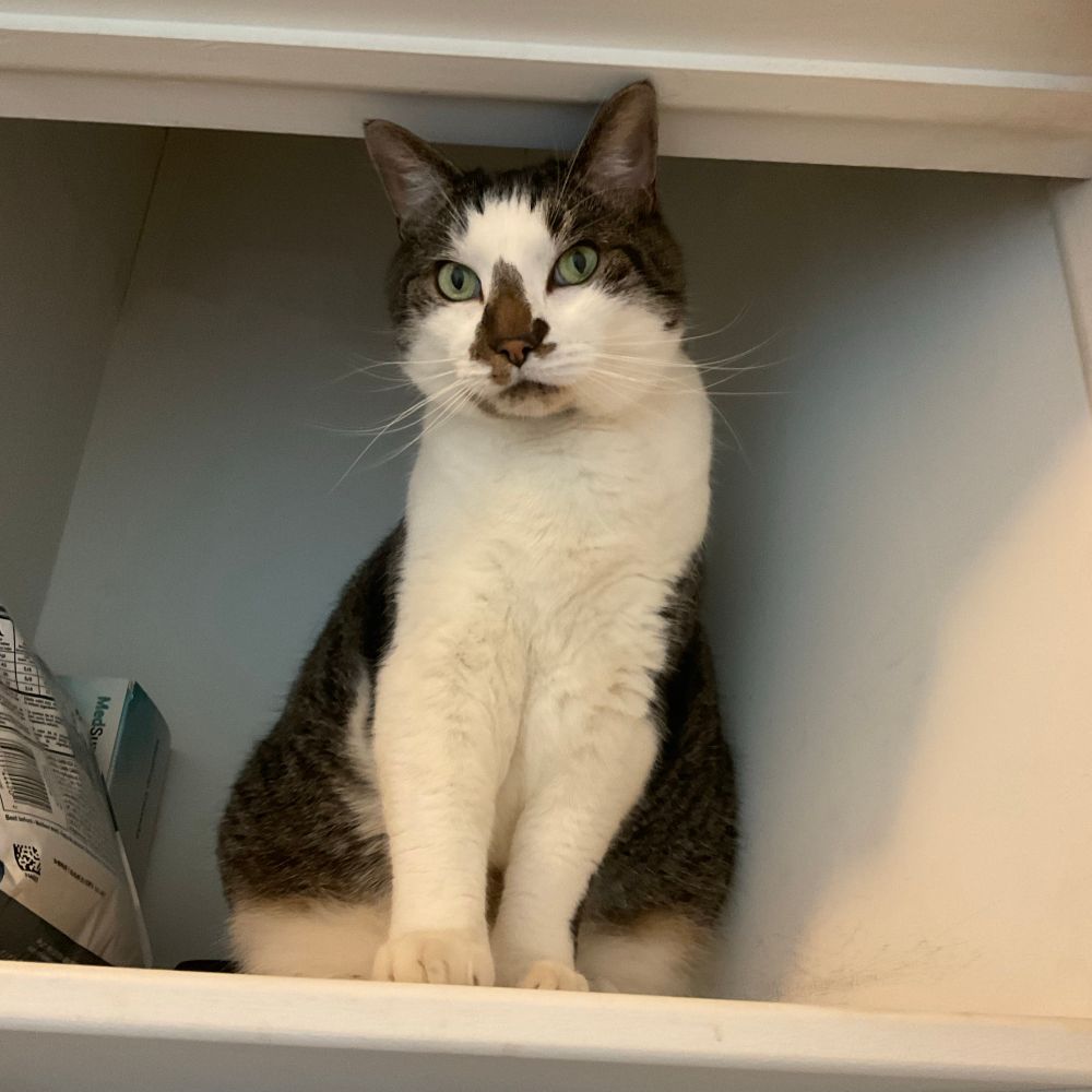 A handsome cat sitting in the top shelf of a small linen closet. His back and forehead are tabby striped and his front is white. His nose has a Christmas tree shaped splotch on it. His eyes are green and his whiskers look long and full.
#CatsOfBlueSky 