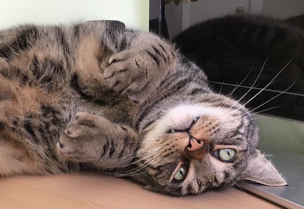 A closeup of a blissed out tabby cat lying on a desk. His head is resting against the monitor and his fat polydactyl paws are pulled up under his chin in bunny position. His fangs are dangling contentedly. #CatsOfBlueSky 