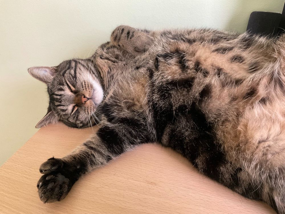 A tabby cat sleeping soundly on a desk. In his classic pose, he has one fat polydactyl paw curled into his chest and another stretched out across the desk. #CatsOfBluesky