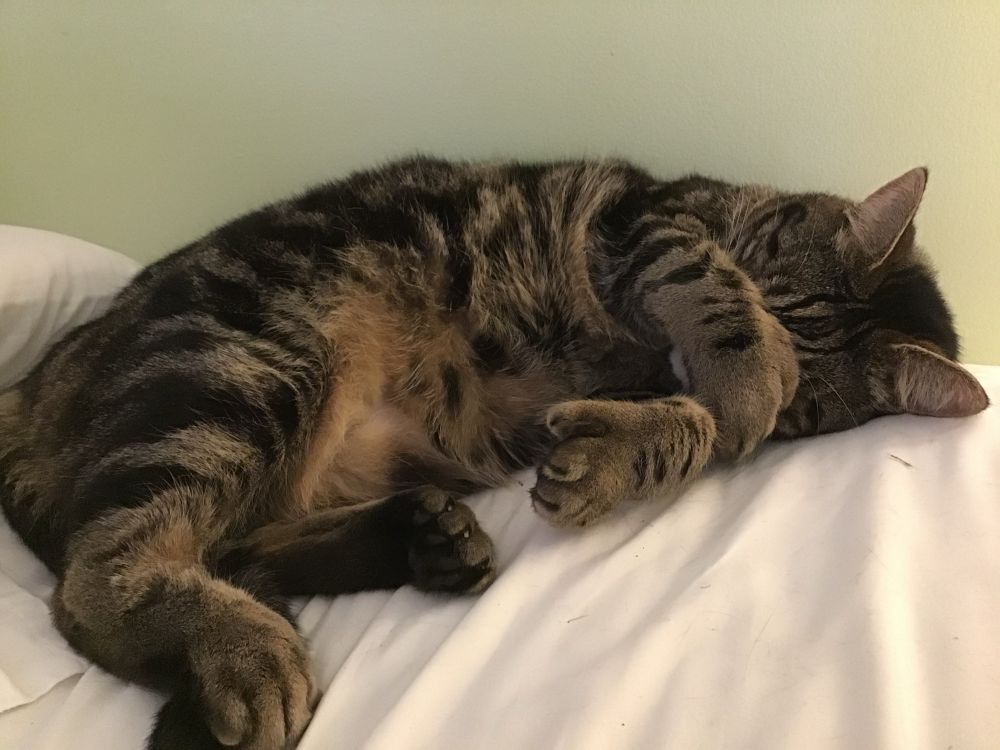 A handsome tabby cat lying on his side at the head of a bed. He’s got a fat polydactyl paw covering his eyes, probably to avoid the cold and grey Mondayness of it all.
#CatsOfBluesky 