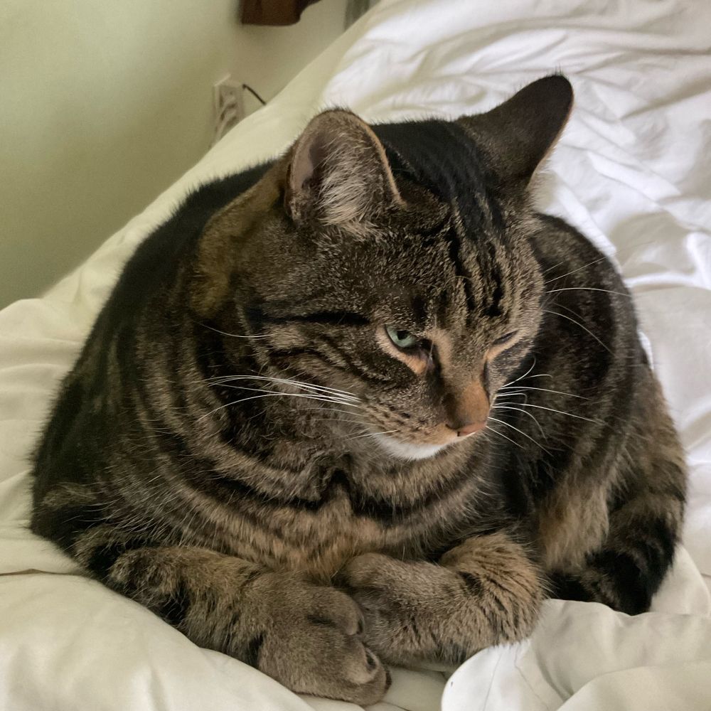 A determined looking tabby cat curled up on what appears to be a pile of white bedding, but there is a person underneath. The tabby, Joe, has his fat polydactyl paws folded neatly in front of him and you can tell by his aspect, he won’t be easy to move.
#CatsOfBluesky 