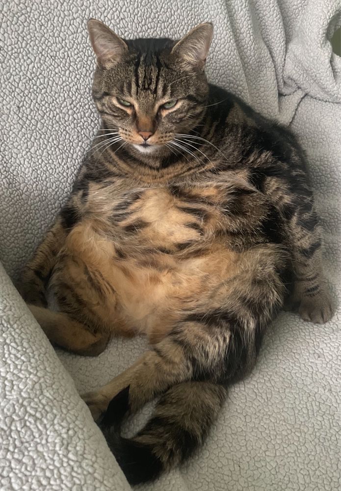 A well fed tabby cat sulking in a large armchair. #CatsOfBluesky