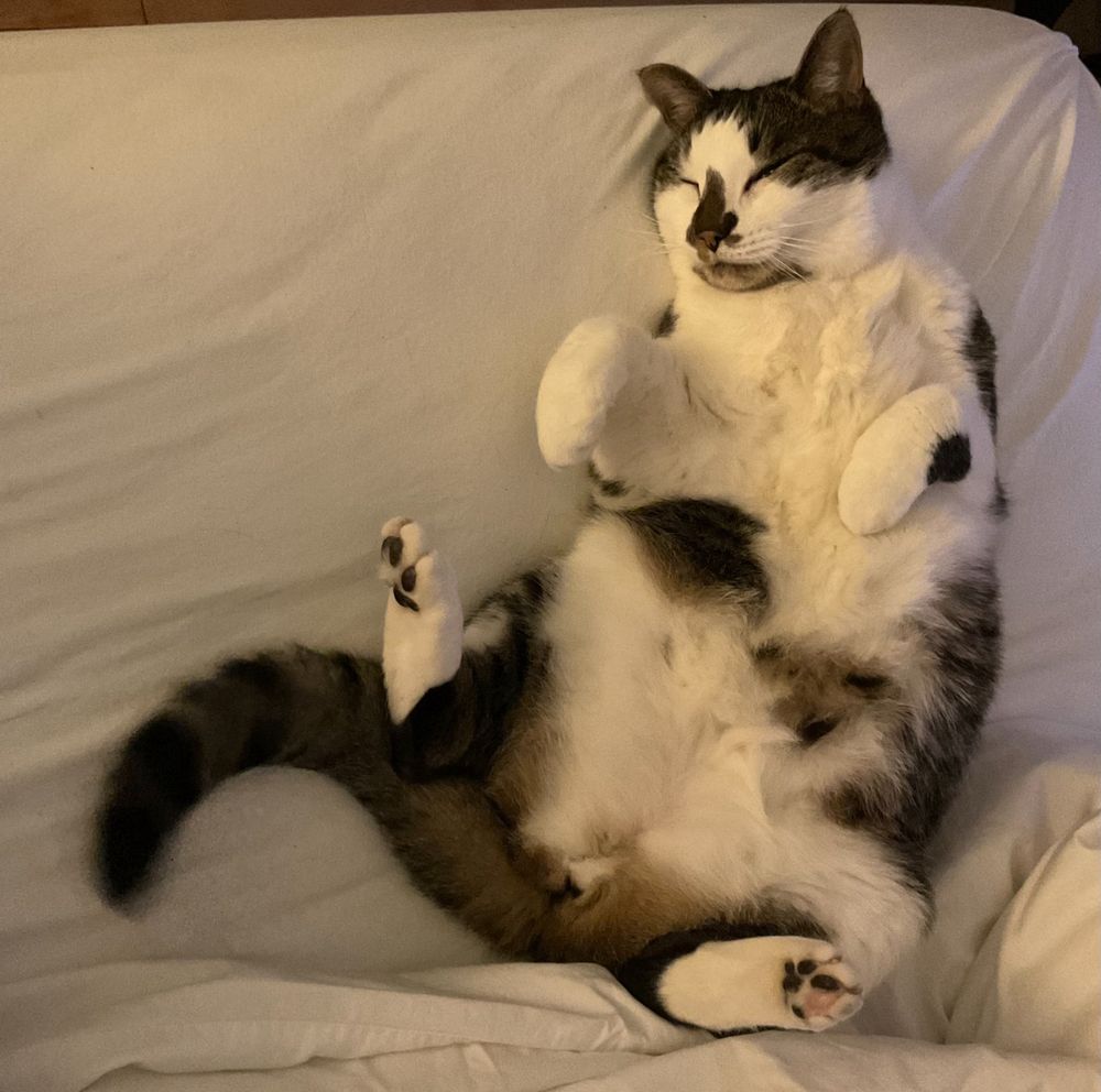 A cat, mostly white with some tabby stripes, sleeping on his back in an unmade bed. #CatsOfBluesky