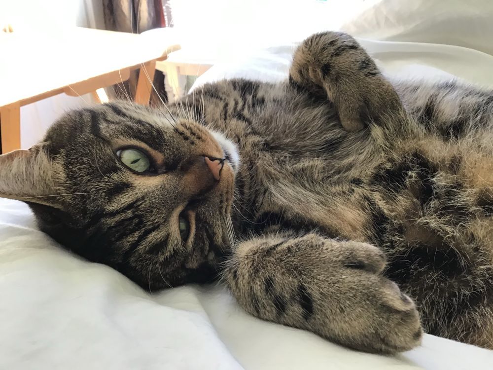 A closeup of a handsome brown tabby cat lying on his back on white bedding. He’s got one fat polydactyl paw on his chest and the other by his side. There’s sun coming in through a window behind him and everything looks soft and peaceful.
#CatsOfBlueSky 