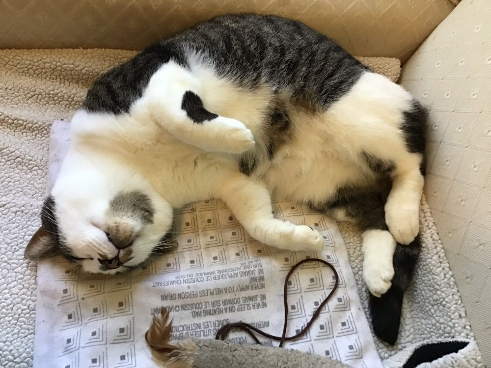 Cat sleeps on heating pad hotsell