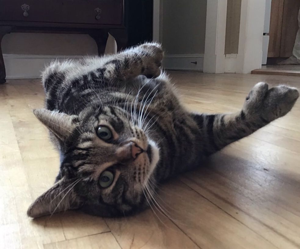 A handsome tabby cat, Joe,lying on his back on a hardwood floor, his fat polydactyl paws on display.
#CatsOfBlueSky 