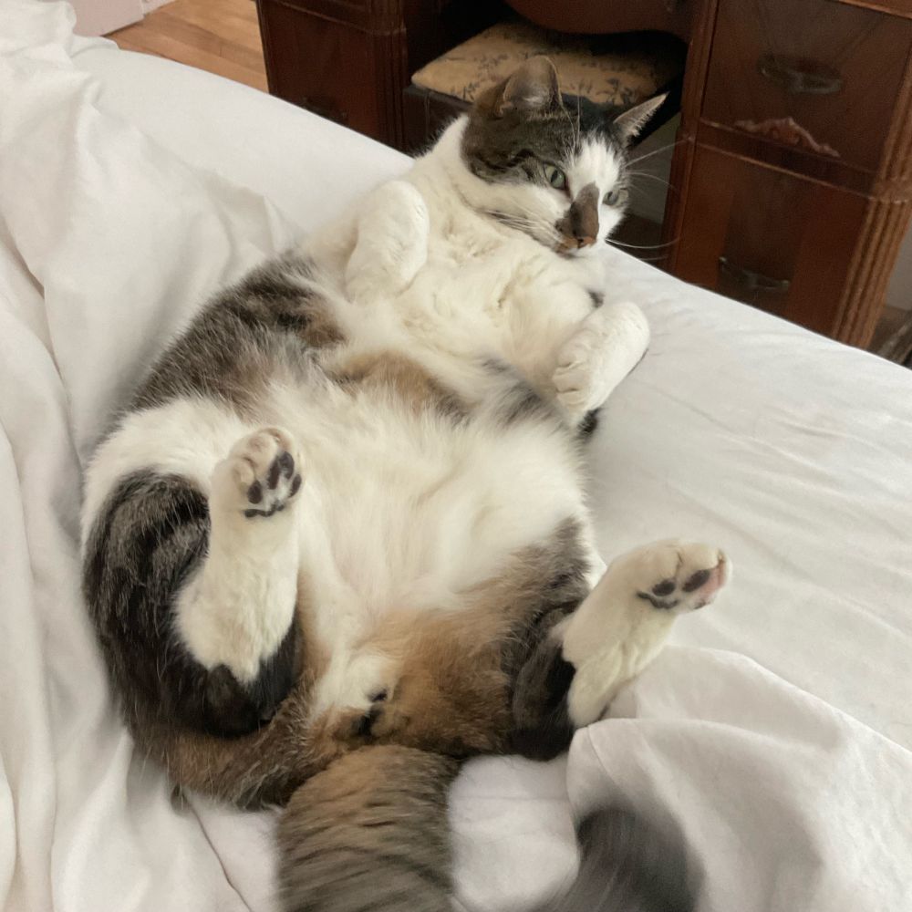 A mostly white with some tabby stripes cat on his back on an unmade bed. He’s looking over at something expectantly (me). #CatsOfBluesky