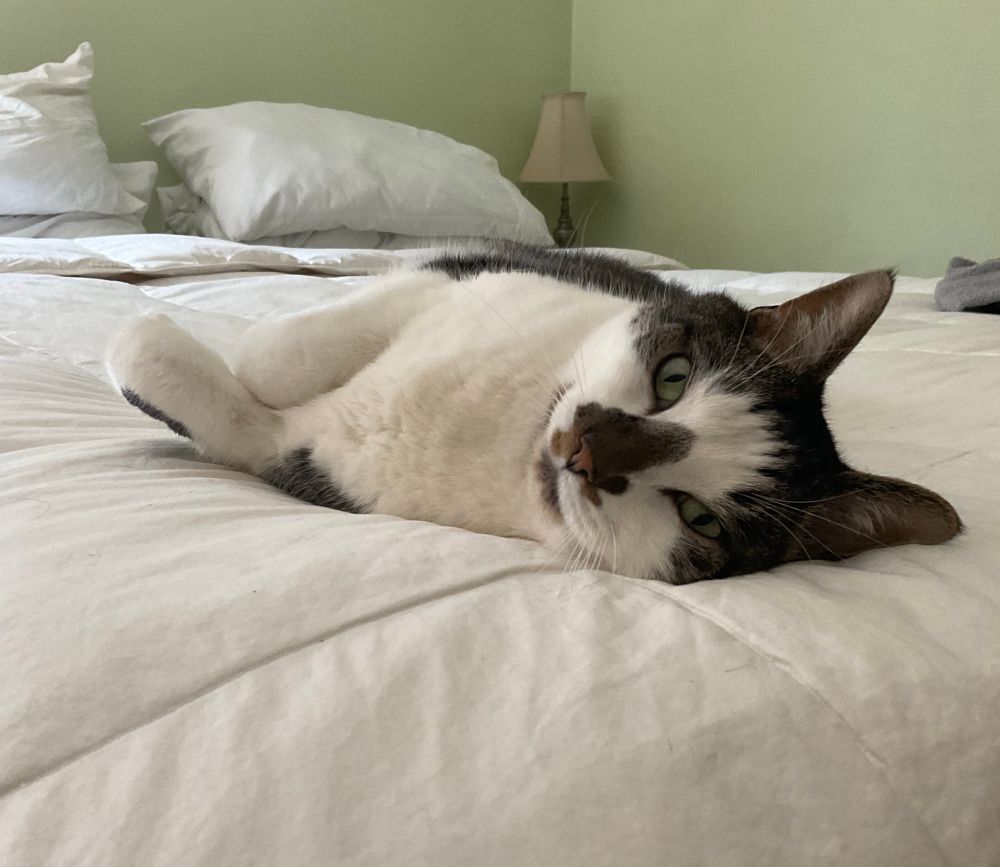 A handsome white cat, Frankie, with tabby stripes on his ears and forehead and a Christmas tree shaped splotch on his nose. He’s lying on a freshly made bed, looking into the camera. He loves making the bed.
#CatsOfBlueSky 