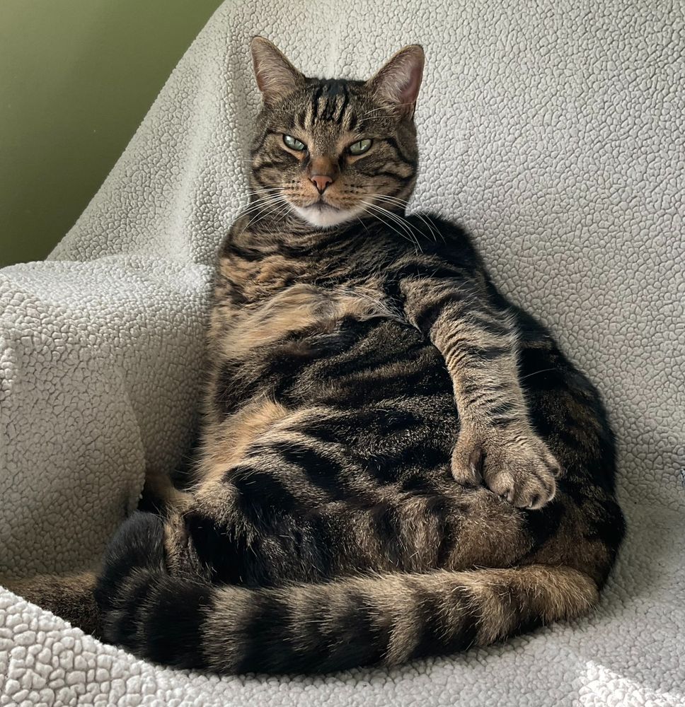 A well fed tabby cat sitting in the corner of a big, off-white armchair. He's looking into the camera and his body language is relaxed. He's resting a fat polydactyl paw on his side and his tail is wrapped around him.
#CatsOfBluesky