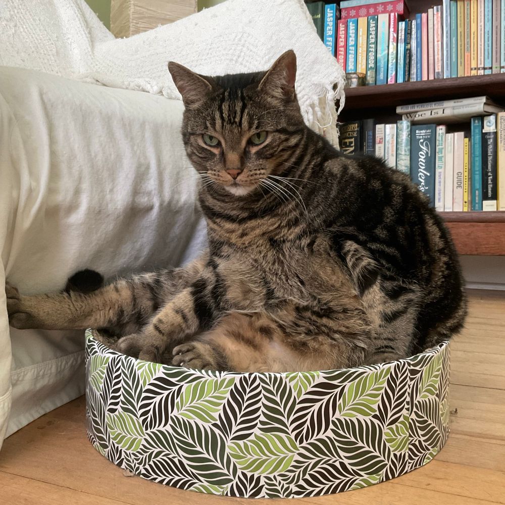 A dejected looking tabby cat, Joe, sitting in a round scratch lounger. His belly floof is on full display and the hint of his polydactyl thumb is showing on his right forepaw. A hind foot is sticking out of the lounger, pressed into the seat behind him.
#CatsOfBlueSky 