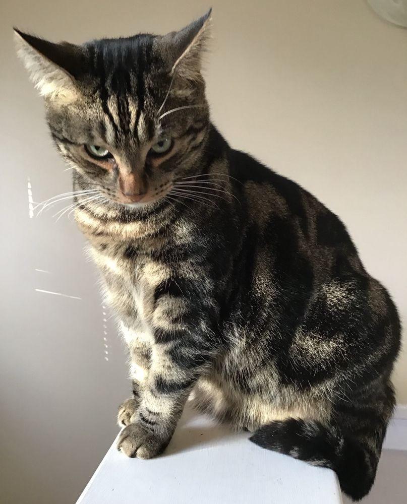 A handsome tabby cat sitting on a stair ledge. He’s looking into the camera with his chin down and his eyes up. He wants to boop heads.
#CatsOfBluesky 