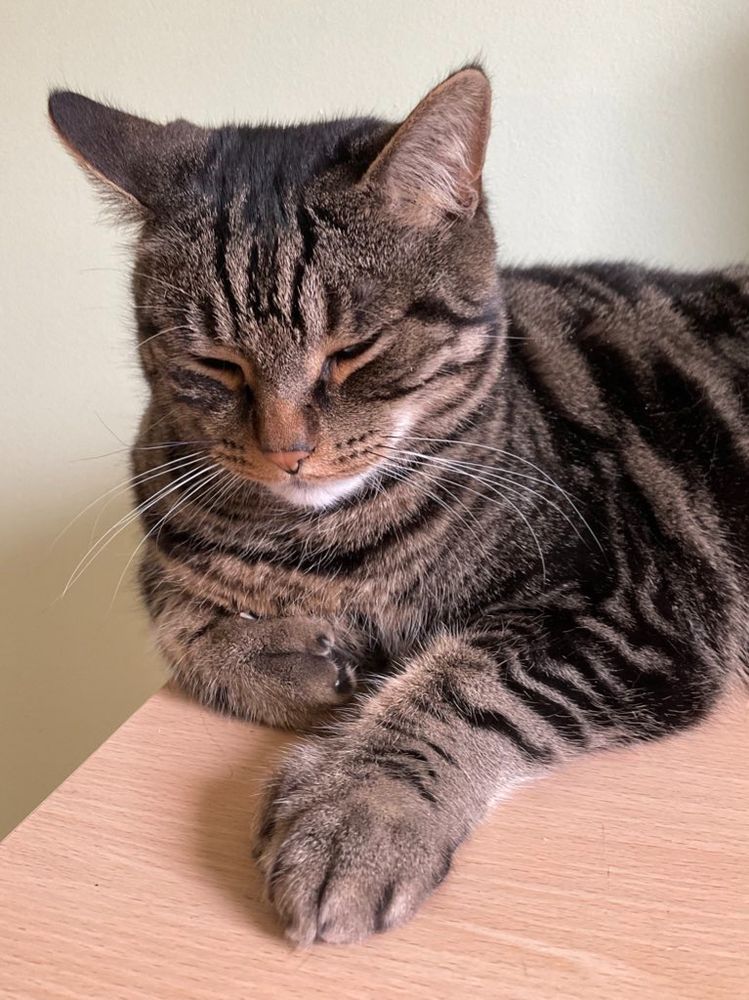 A handsome brown tabby cat lying loaf style on a tidy desk. He has one fat polydactyl paw out in front of him, and his eyes are drooping. He's perfectly relaxed.
#CatsOfBlueSky