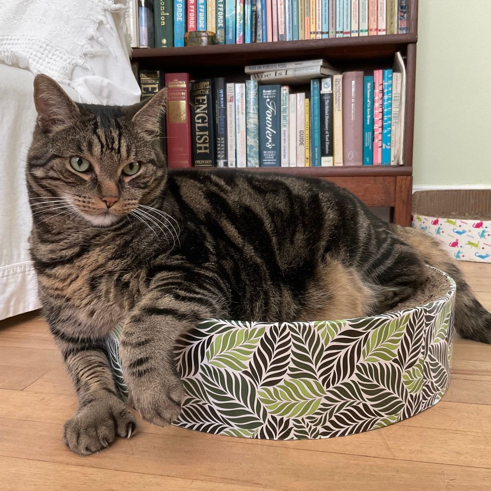 A closeup of a handsome brown tabby cat, Hoe. He’s lounging in a round scratch lounger, with his fat polydactyl feet dangling over the edge.
#CatsOfBlueSky 