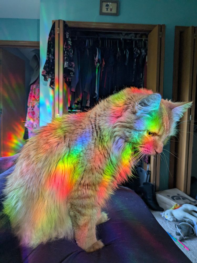 Orange kitty with beams of rainbow light shining all up on him. 
