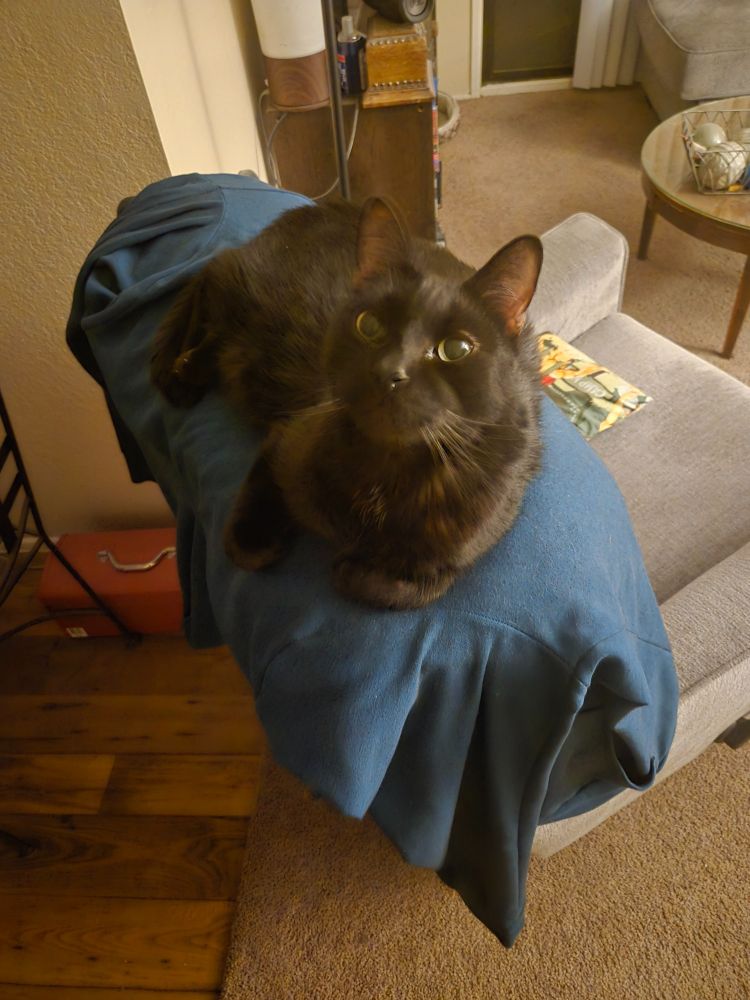Black cat looking into camera at top of buff colored recliner. 