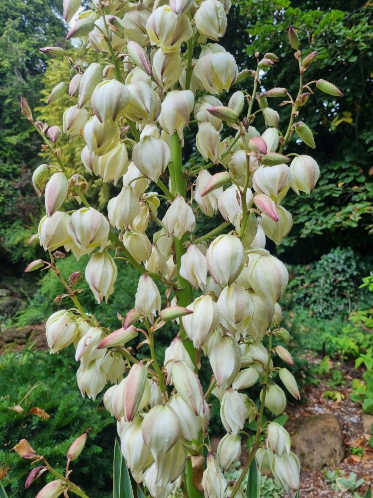 Creamy puffy flowers