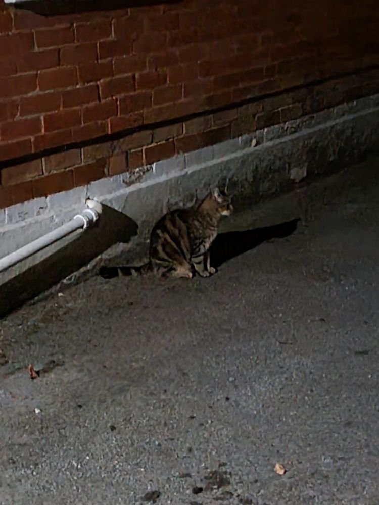 Tabby cat by red brick wall 