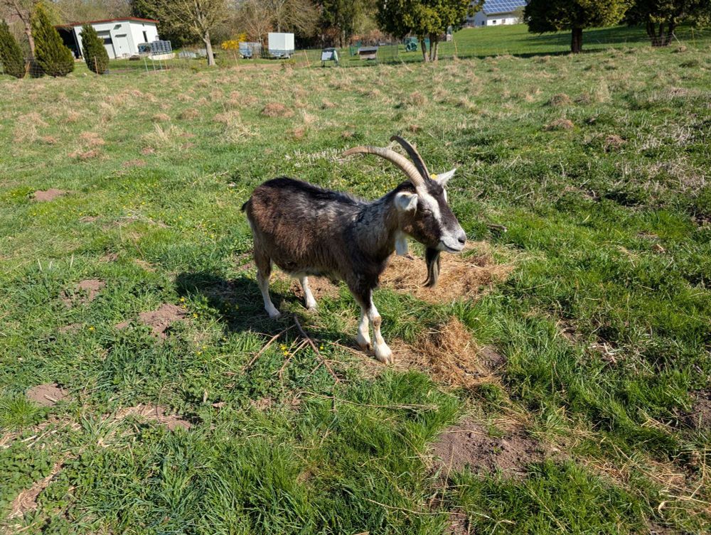 Bild einer alten Ziege auf der Wiese 